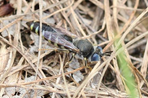 Bembix zonata